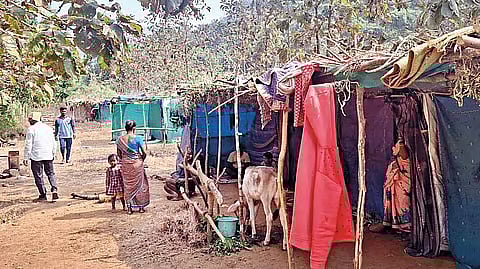 Sindhudurg News : वायंगणी गावची आजपासून ‘गावपळण’