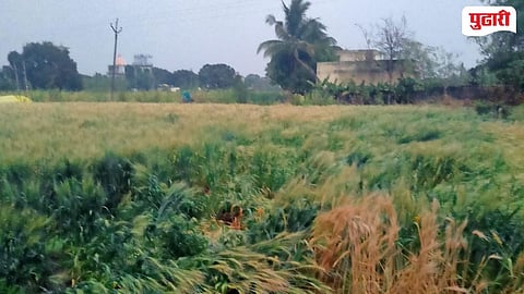 Nilanga taluka Crop damage