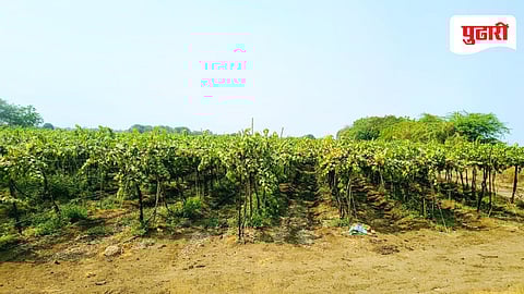 Solapur unseasonal rain