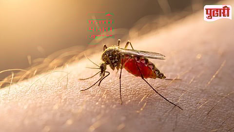 Dengue