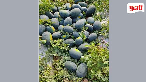 Raigad Watermelon