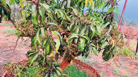Mango flowering damaged