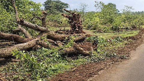 Kalyan–Murbad Tree Cutting