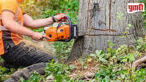 Tree Cutting