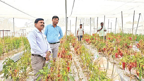 Watershed development agriculture