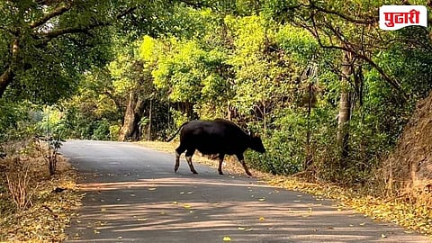Amba Vishalgad Gaur sighting