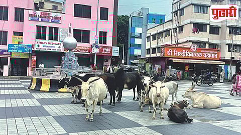 Stray Cattle Traffic Problem
