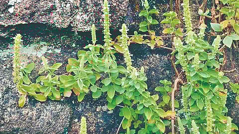 ‘पांगळी’ ठरणार कर्करोग, एचआयव्हीवर रामबाण