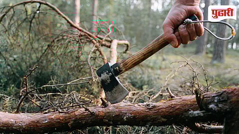 Tree Cutting
