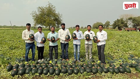 Vasmat watermelon record production