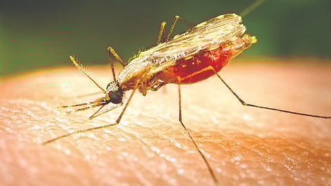 Mosquito human blood feeding |