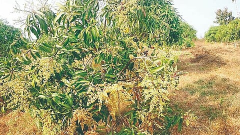 Mango Crop
