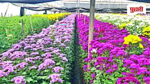 Nashik news | नाशिकच्या फूल उत्पादकांची मुंबईत जागेअभावी परवड