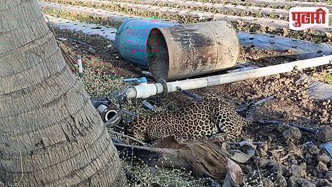 Injured Leopardess Rescue
