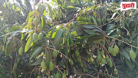 Purna mango growers success