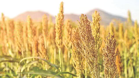 Jowar cultivation crisis