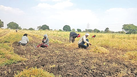 Harbhara harvesting expense