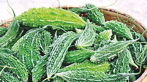 Bitter gourd price rise