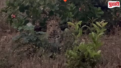 Leopard in Chandgad Forest