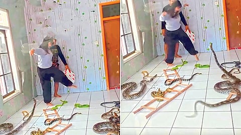 Real Snakes and Ladders |