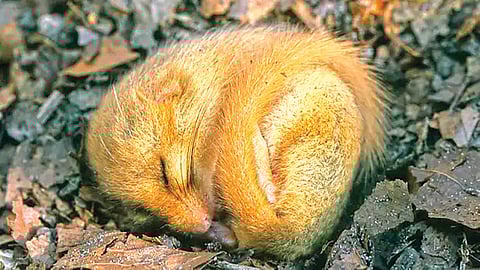 Animal body temperature mystery |