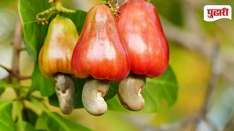 Konkan Cashew Season Sale