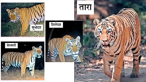 Sahyadri Tiger Project |