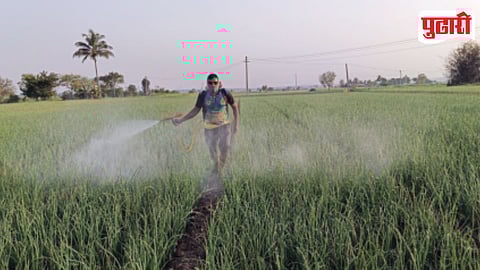 Onion Crop Heat Impact