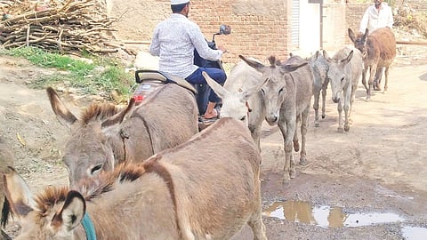 Shahagad donkey market