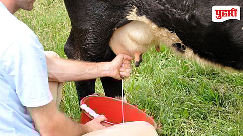 Ahilyanagar ZP livestock