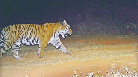 Tiger Baji
