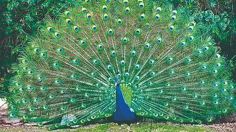 National status in India