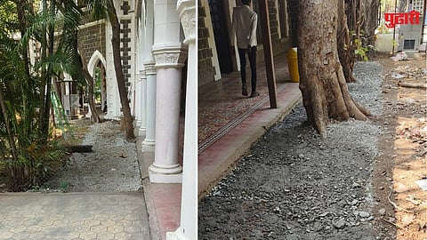 Jalgaon Collector Office Tree