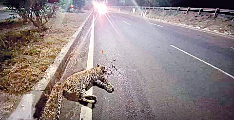 Satara leopard death: खिंडवाडीजवळ वाहनाच्या धडकेत बिबट्याचा मृत्यू