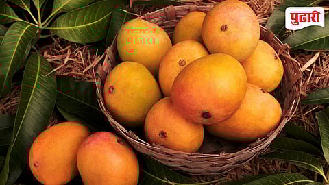 Alphonso Mango Price