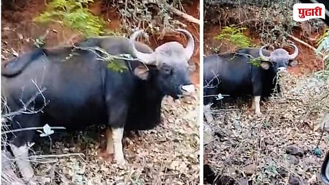 Amba Vishalgad road Gaur sighting