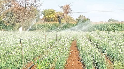 Onion seed cultivation issue