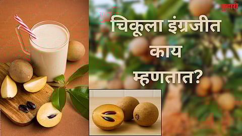 What is the name of chiku in English?