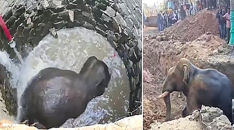 Elephant rescue from well |