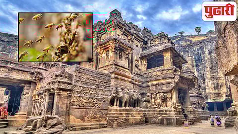 Ajanta Caves bee attack
