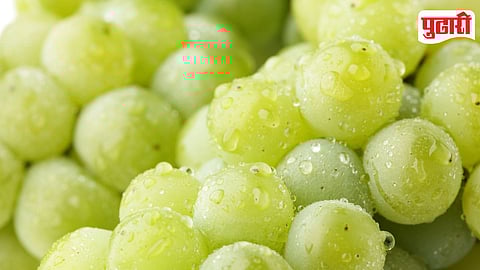 Grape