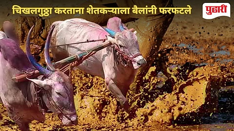 Bhandara News | बैलांनी फरफटत नेल्याने शेतकऱ्याचा मृत्यू : शेतात चिखलणी करताना दुर्घटना