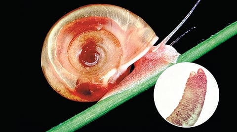 Snail fever disease risk |