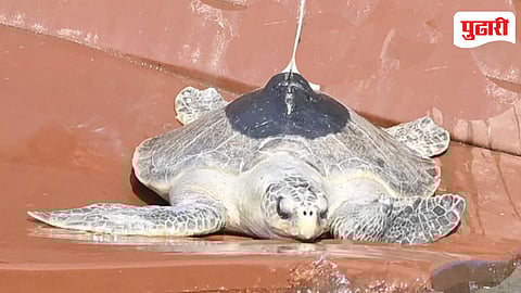 Olive Ridley Turtle Tracking