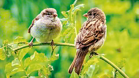 World Sparrow Day