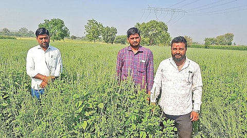 Chia cultivation Mandwa