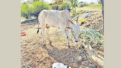 veterinary negligence livestock case