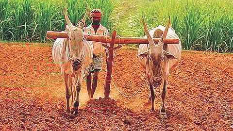 Farm labour shortage