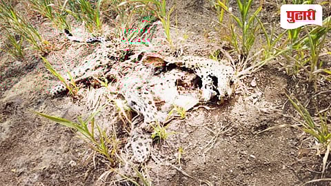 Leopard found dead in Yavatmal | कुजलेल्या अवस्थेत बिबट्याचा मृतदेह आढळला