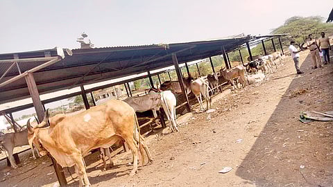 Sangola Cattle rescue